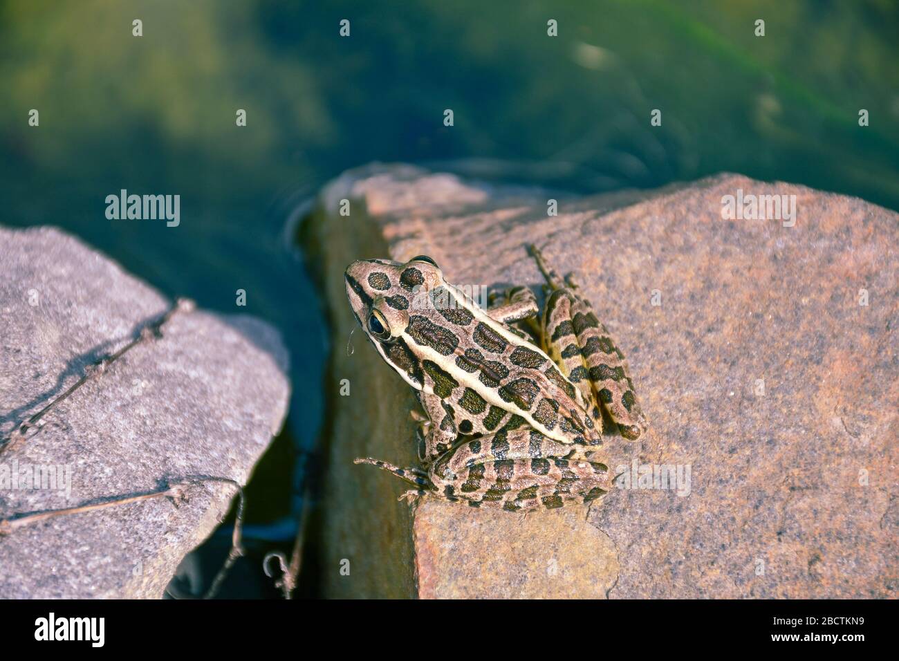 grenouille, frog, Stock Photo