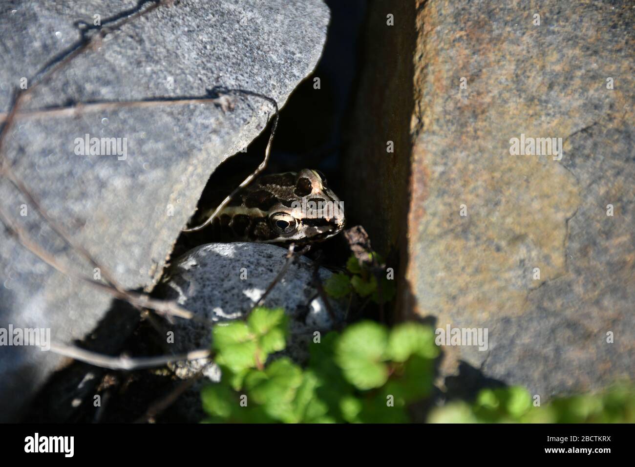 grenouille, frog, Stock Photo