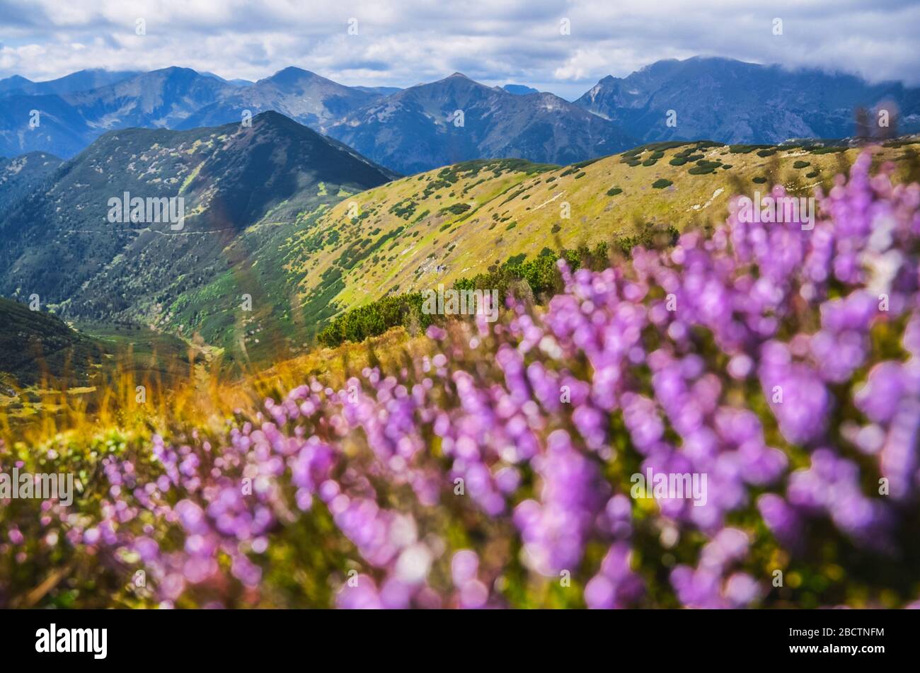 Crocus flowers in high mountains hi-res stock photography and images ...