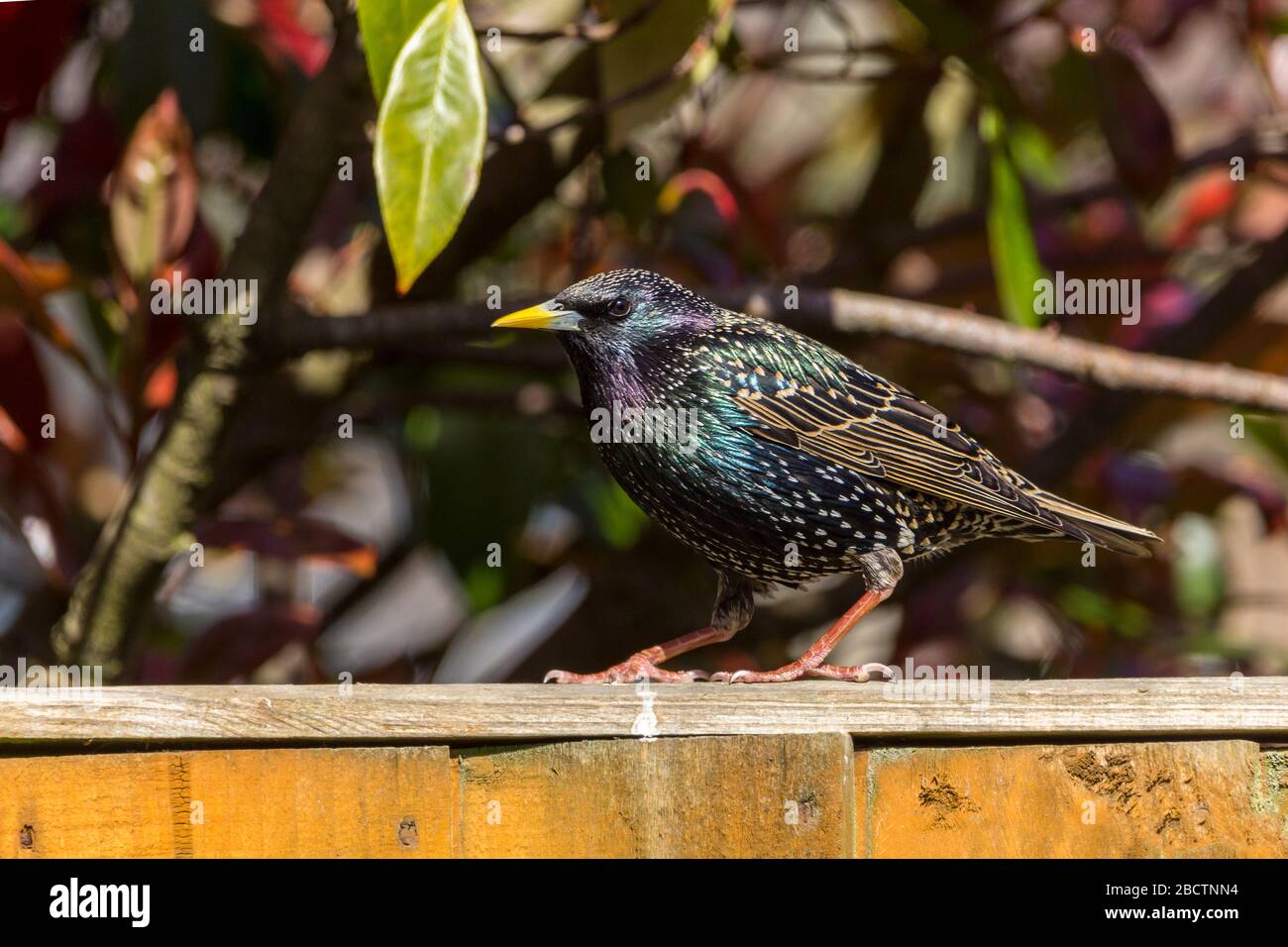 Starling Sturnus vulgaris in spring breeding colours colors yellow pointed bill and pink legs and feet. Has green blue sheen with pale speckles Stock Photo