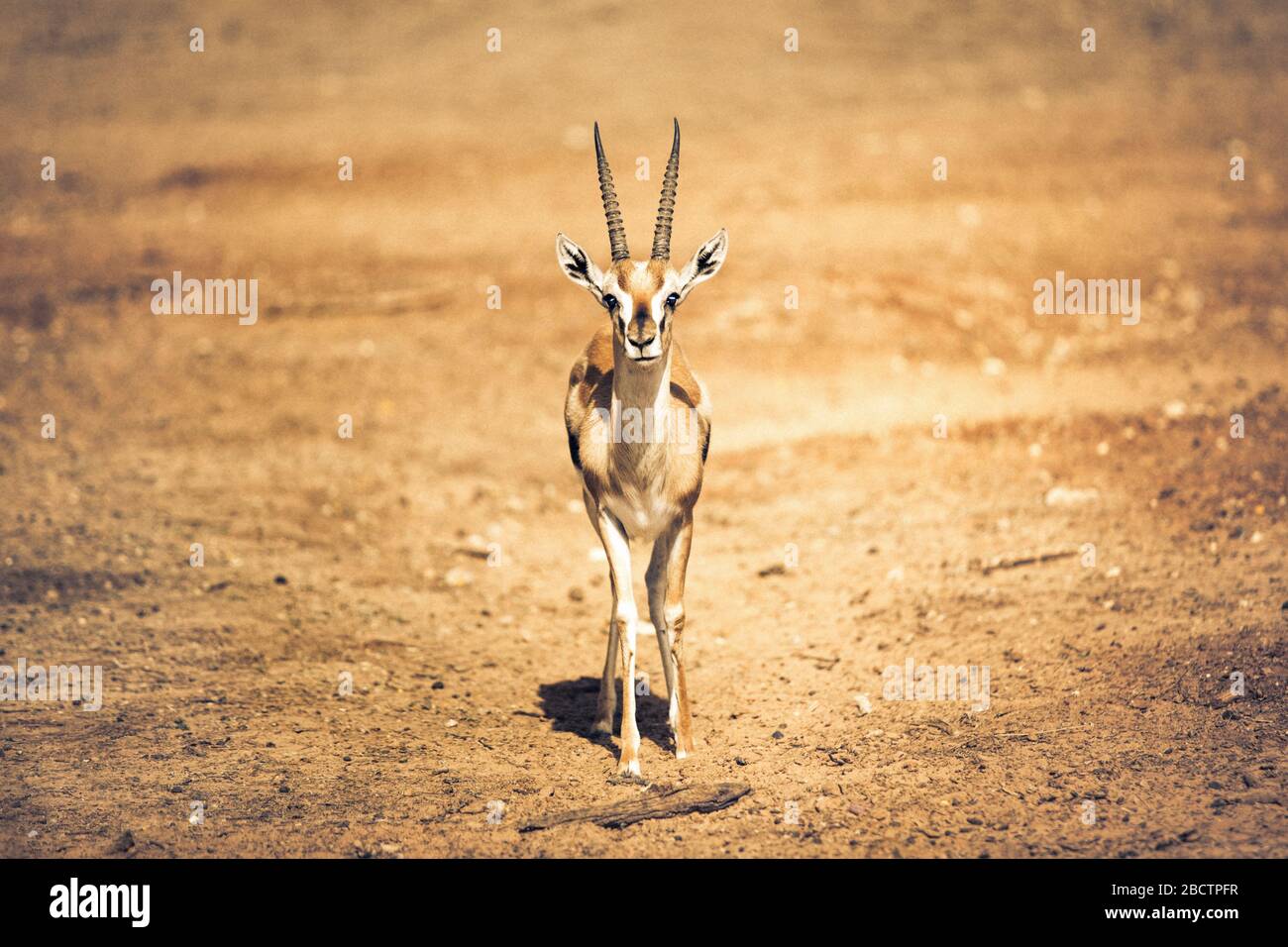 Beautiful Thomson's gazelle (Eudorcas thomsonii) is one of the best