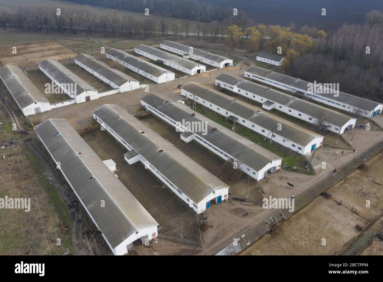 Aerial view of a drone on cattle farms Stock Photo - Alamy