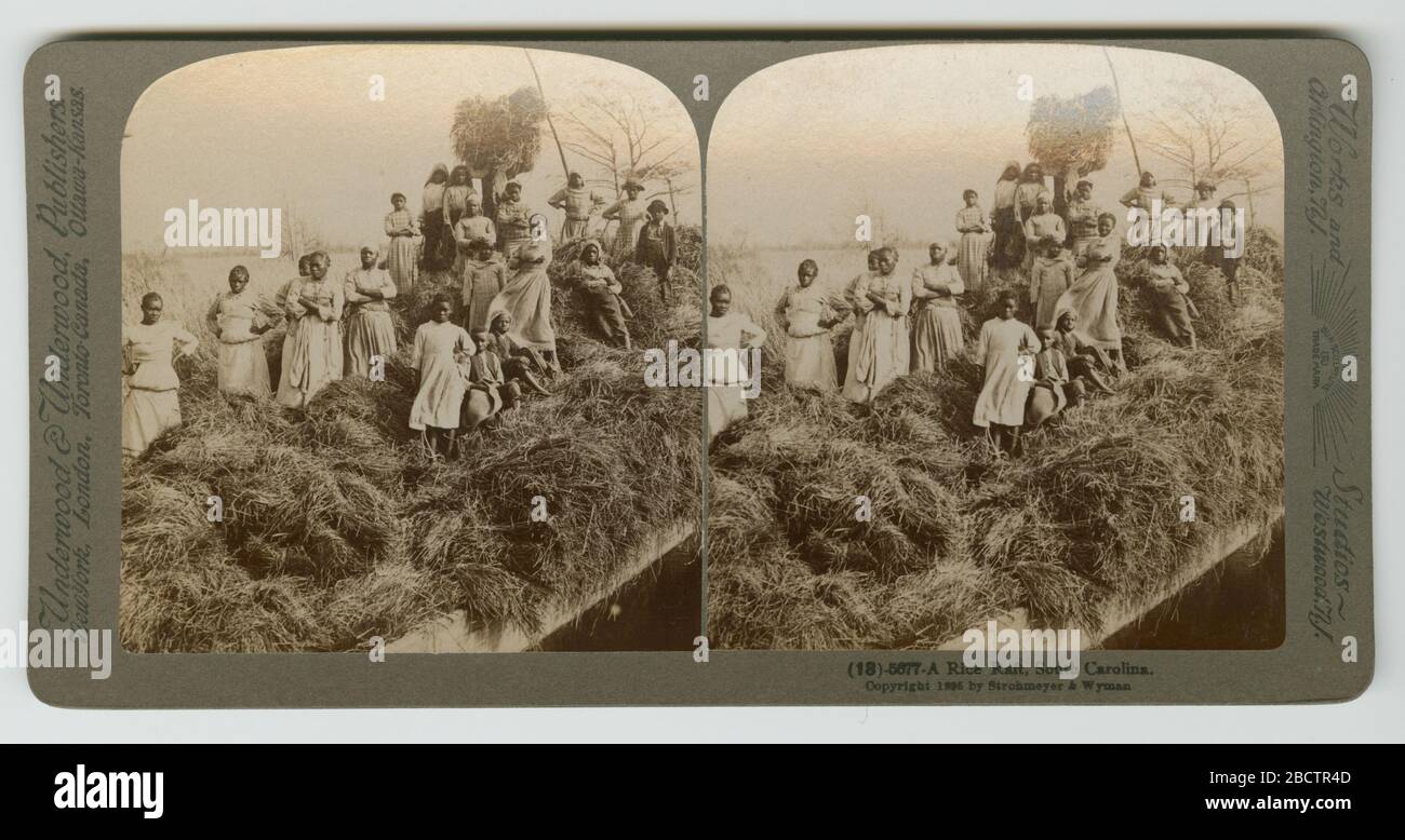 A Rice Raft South Carolina. A black and white stereograph of women and children standing on a large pile of rice-straw on a raft. Twenty people are in the photograph. Water and trees are in the background. A Rice Raft South Carolina Stock Photo