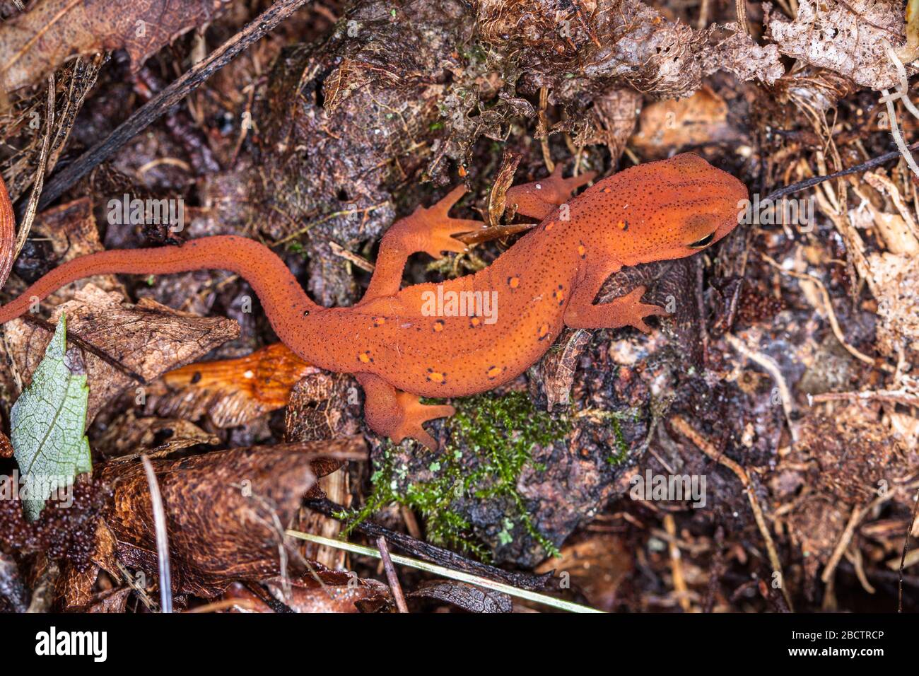 Red Spotted Newt Stock Photo