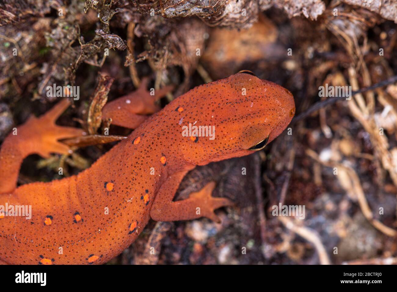 Red Spotted Newt Stock Photo