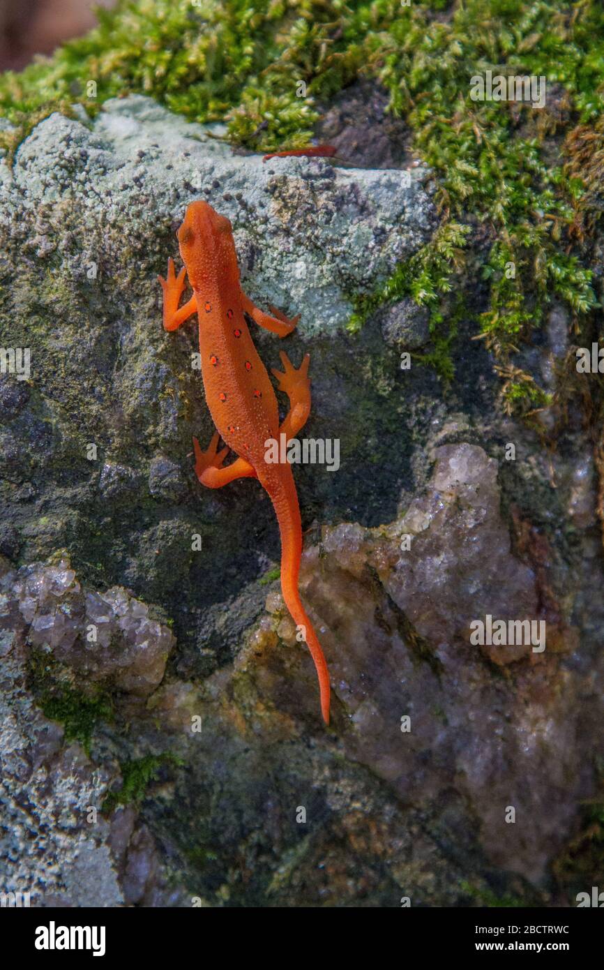 Red Spotted Newt Stock Photo