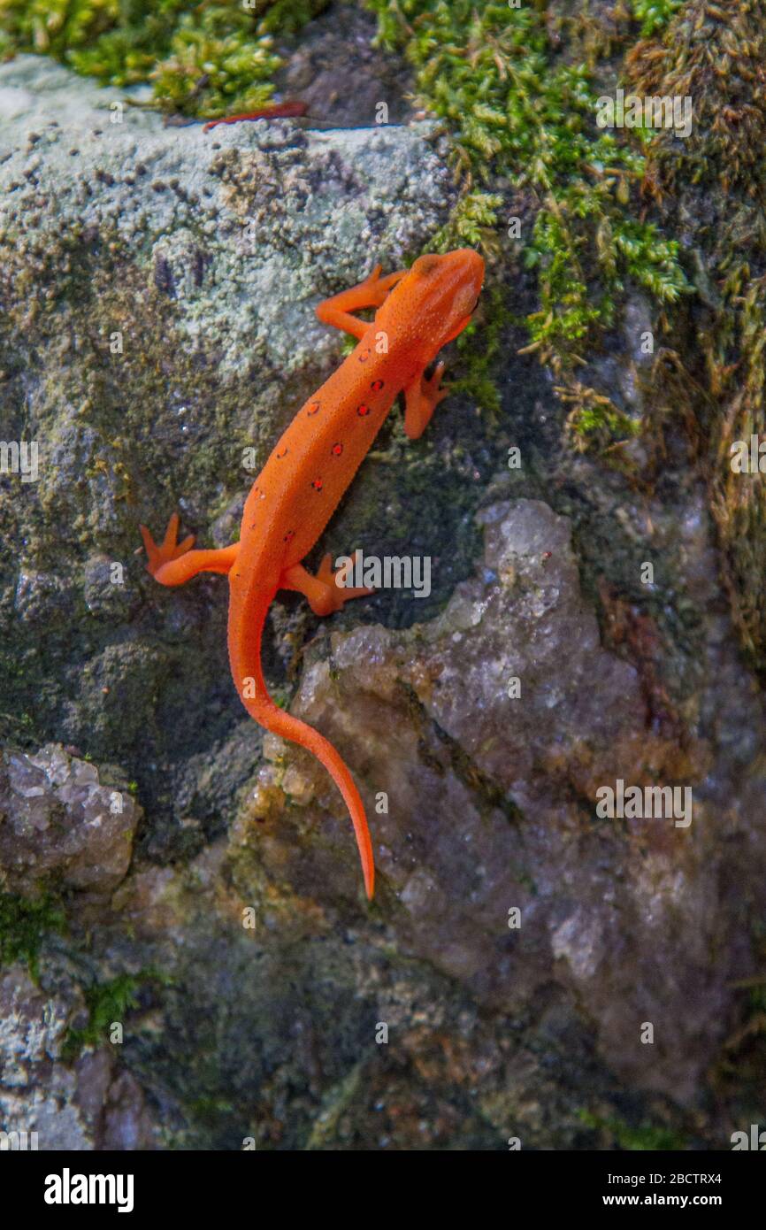 Red Spotted Newt Stock Photo
