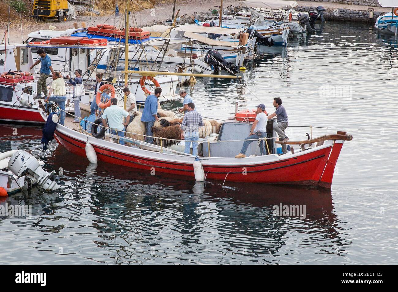 Transporting goats, sheep, and livestock on a boat into Kamini harbor