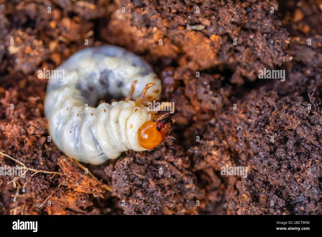 Close-up view of a white chafer grub, larva of the chafer beetle or European chafer (Amphimallon majale), an invasive garden pest minibeast, Surrey Stock Photo