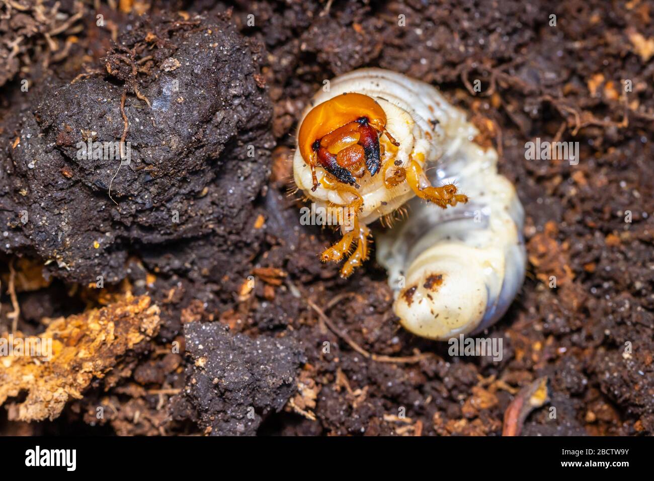 Close-up anterior view of a white chafer grub, larva of the chafer beetle or European chafer (Amphimallon majale), an invasive garden pest minibeast Stock Photo