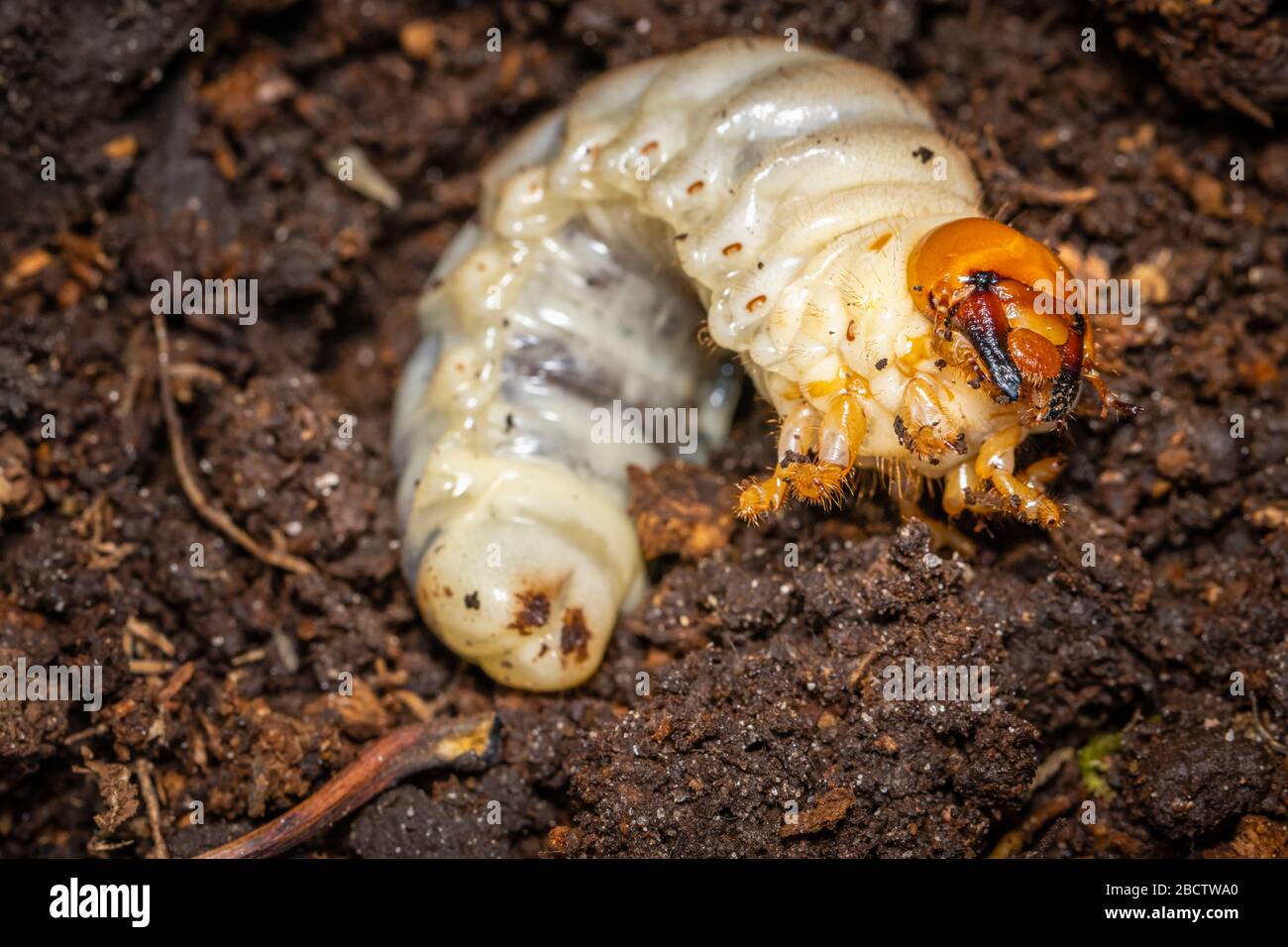 Close-up anterior view of a white chafer grub, larva of the chafer beetle or European chafer (Amphimallon majale), an invasive garden pest minibeast Stock Photo