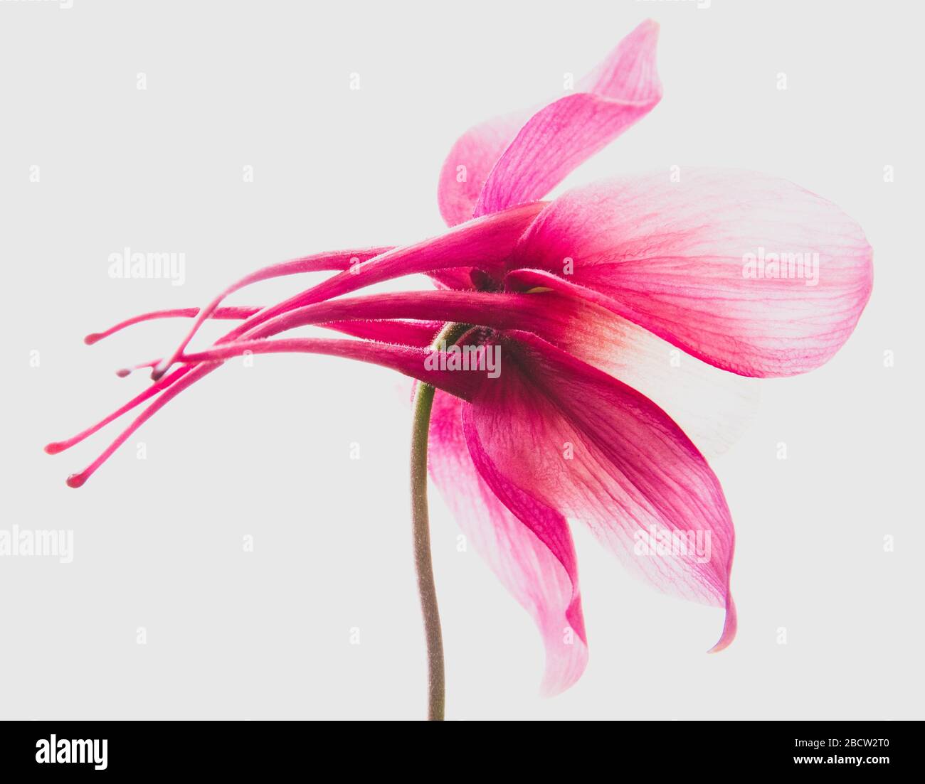A view of the backside of an elegant pink Columbine. Stock Photo