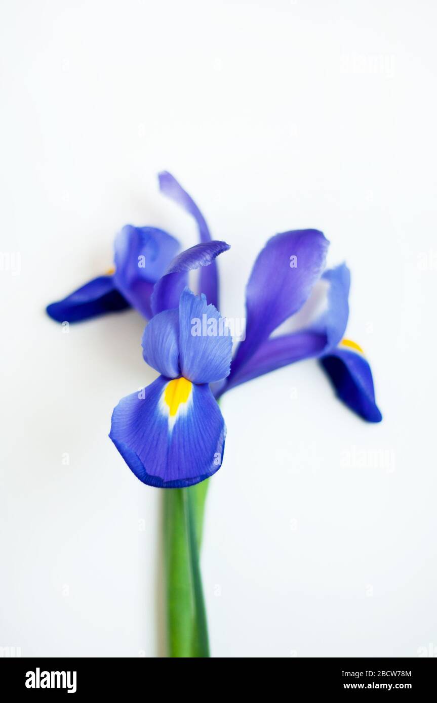 One blue iris on a white background. Beautiful spring flower Stock ...