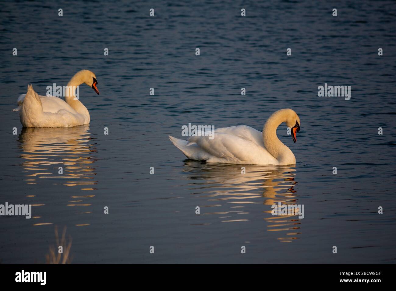 Two Mute Swans at Golden hour paddling on lake Stock Photo