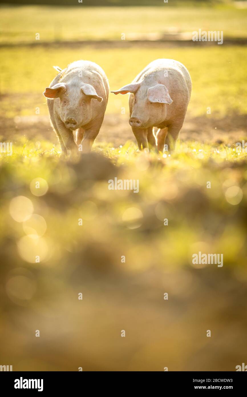 Pigs eating on a meadow in an organic meat farm wide angle lens shot