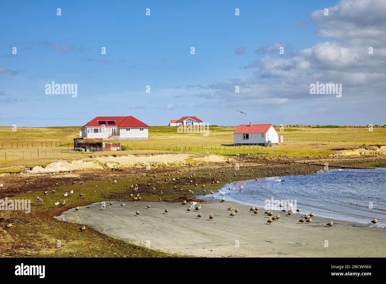 Bleaker Island Settlement, Falkland Islands, Falklands Stock Photo