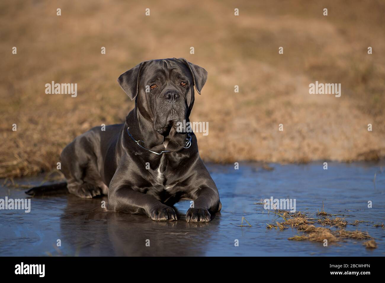 Cane Corso lies on the ice Stock Photo Alamy