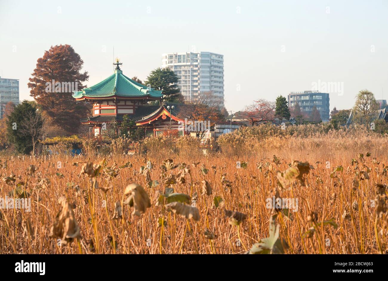 Bentendo Temple foregrounded by dead lotus plants during winter at the Shinobazu Pond in Ueno Park, Tokyo, Japan Stock Photo