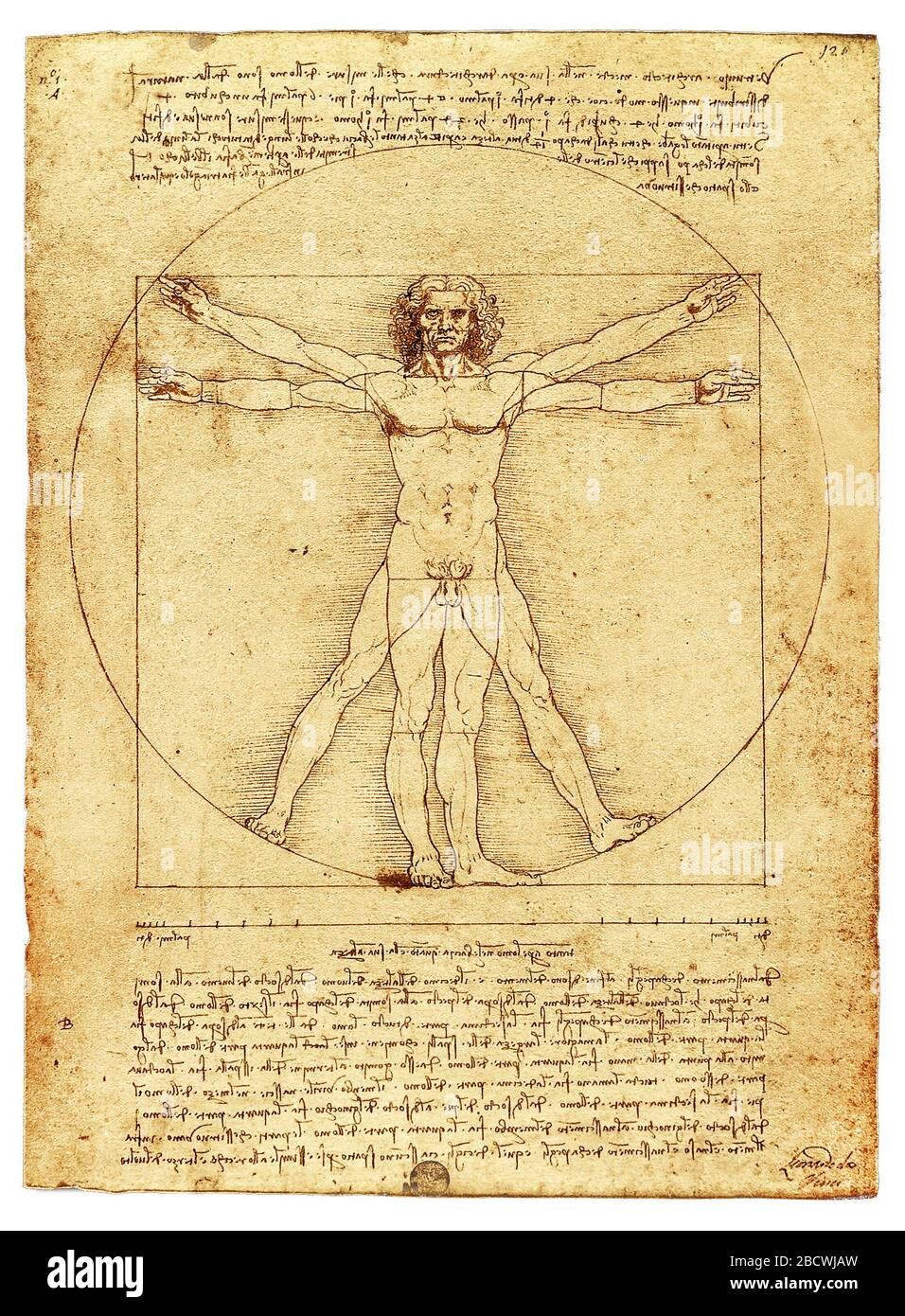 The Vitruvian Man by Leonardo Da Vinci, parchment copy on white Stock Photo