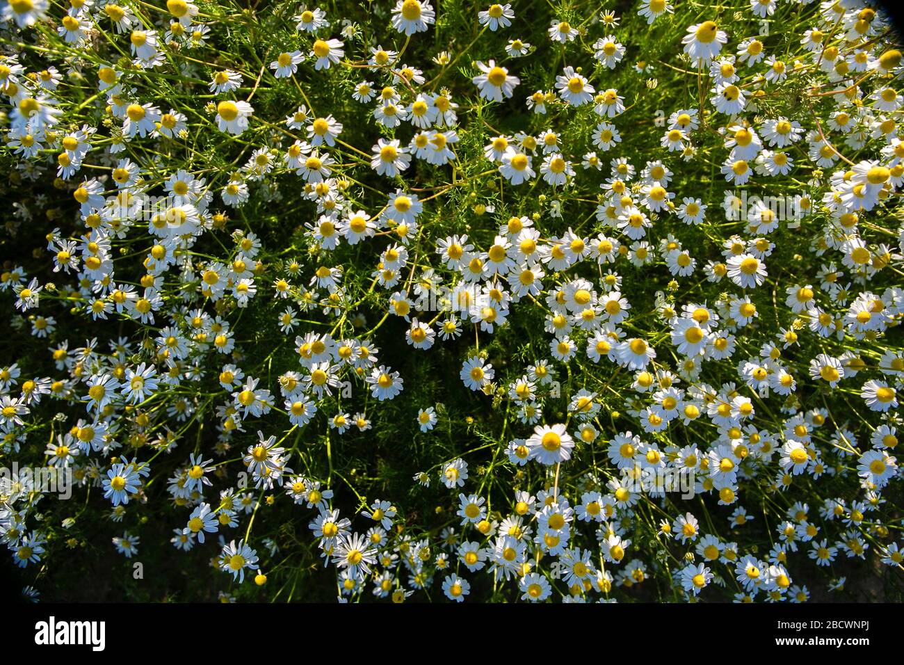 Summer Flowers Chamomile, Scented Mayweed native annual, common in South England, grows on roadsides, waste places and cornfields, up to 50cm. Stock Photo
