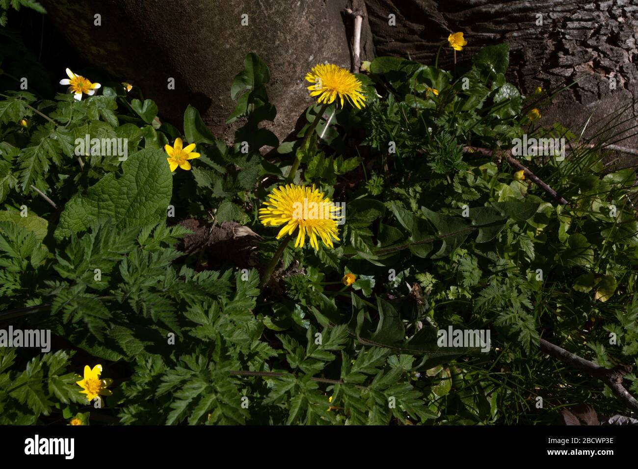 Dandelion, Taraxacum officinale, UK native perrenial, up to 35cm, flowers March to September, flowers open in full sun only.  Mixed spring flowers, Stock Photo