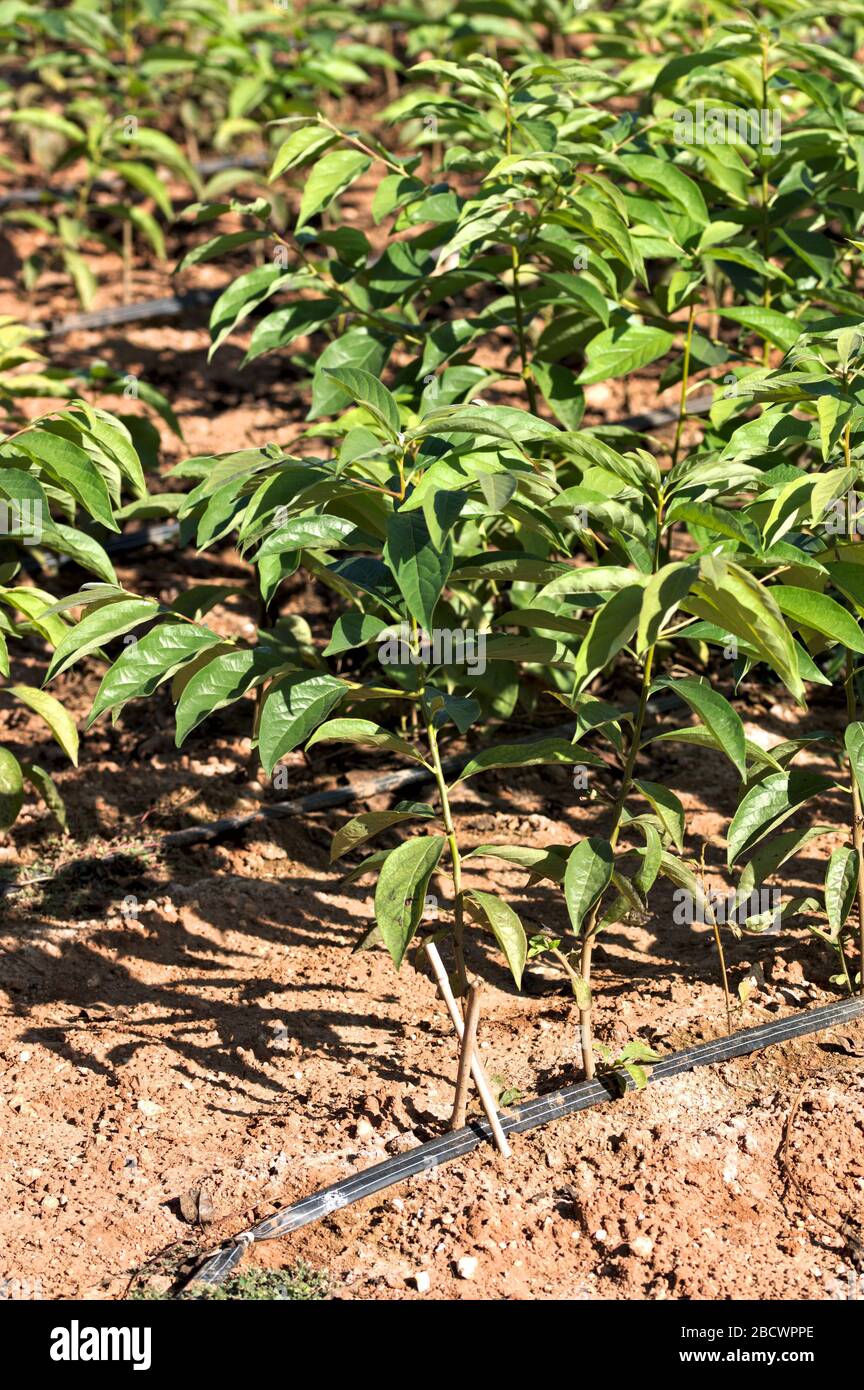 Close-up of some young trees, planted to be transplanted in other fields Stock Photo