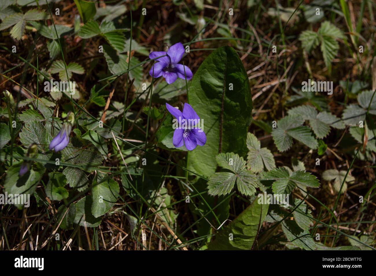Dog violet, UK native perennial of deciduous woodland up to 20cm, flowers April to July, purple flower, white flower, Stock Photo
