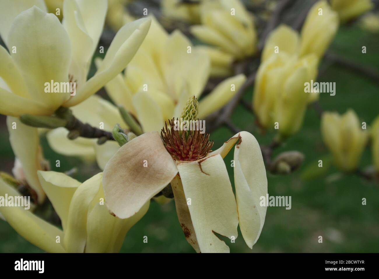 Butterfly Magnolia Tree in Forest Park Stock Photo Alamy