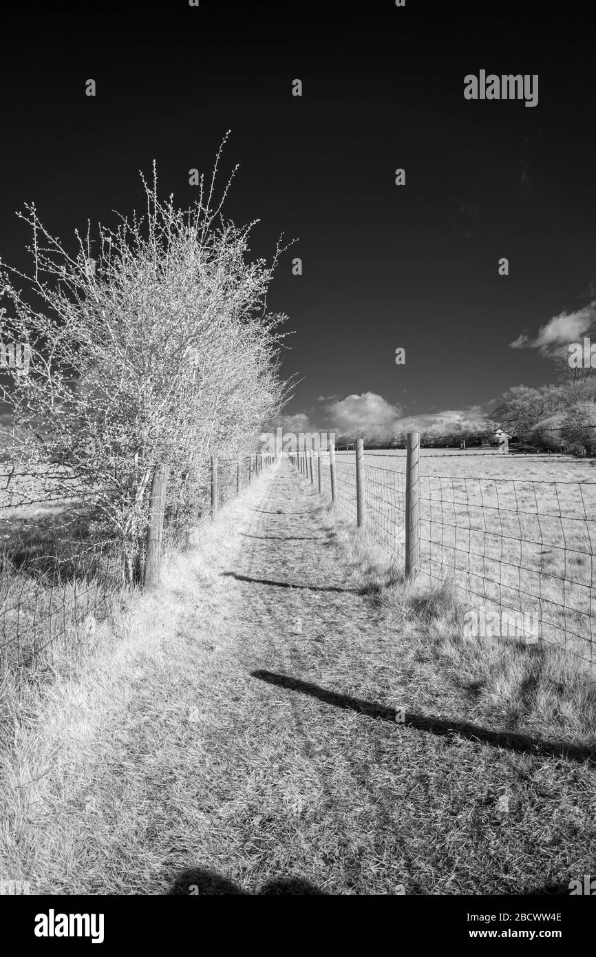 Public path between fields, wire fencing each side gated at the end.  Warwickshire, UK - image taken in infrared (720nm) Stock Photo