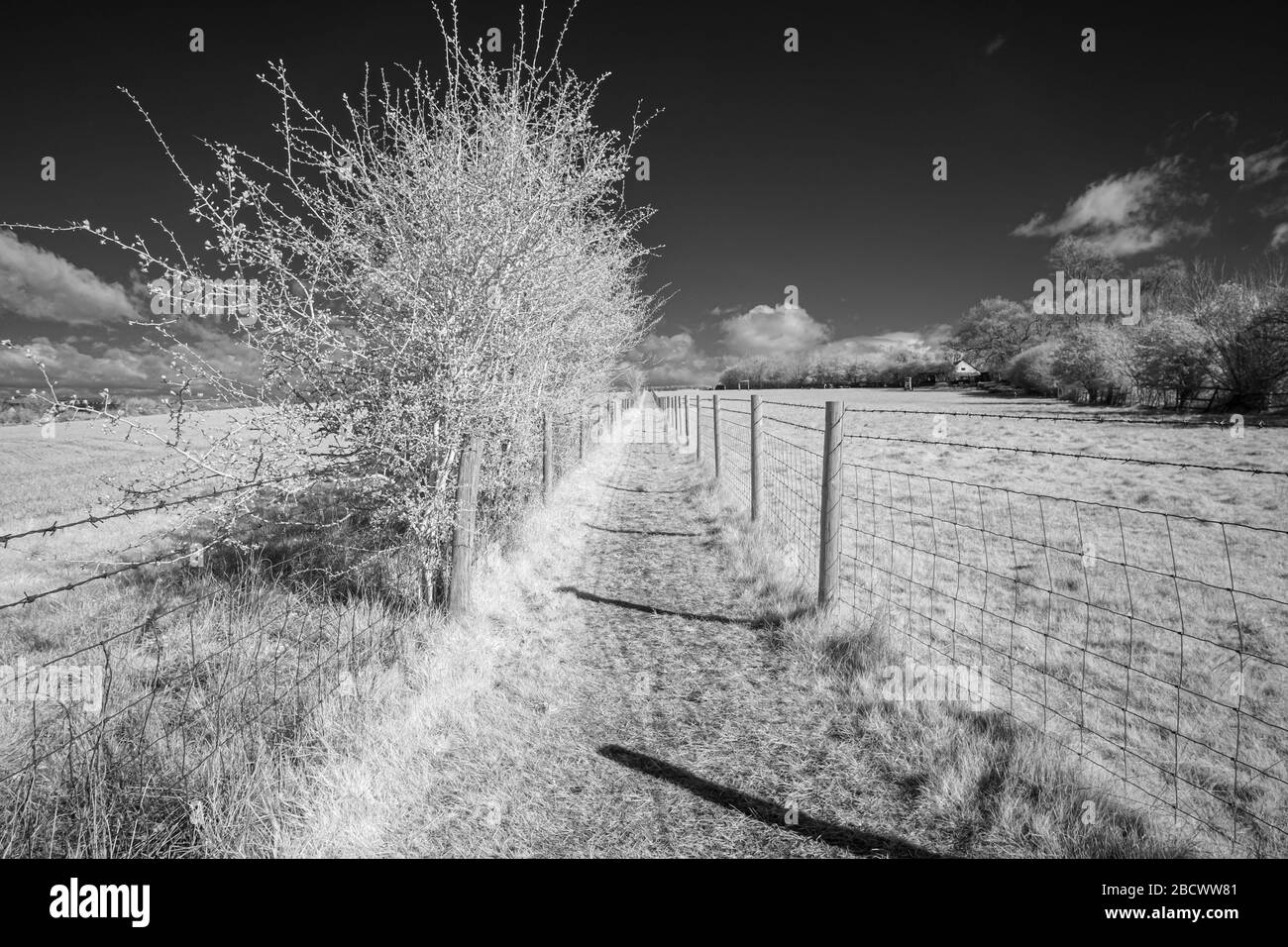Public path between fields, wire fencing each side gated at the end.  Warwickshire, UK - image taken in infrared (720nm) Stock Photo