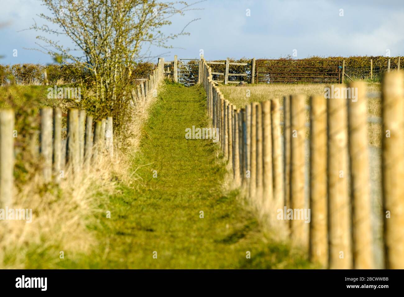Public path between fields, wire fencing each side gated at the end.  Warwickshire, UK Stock Photo