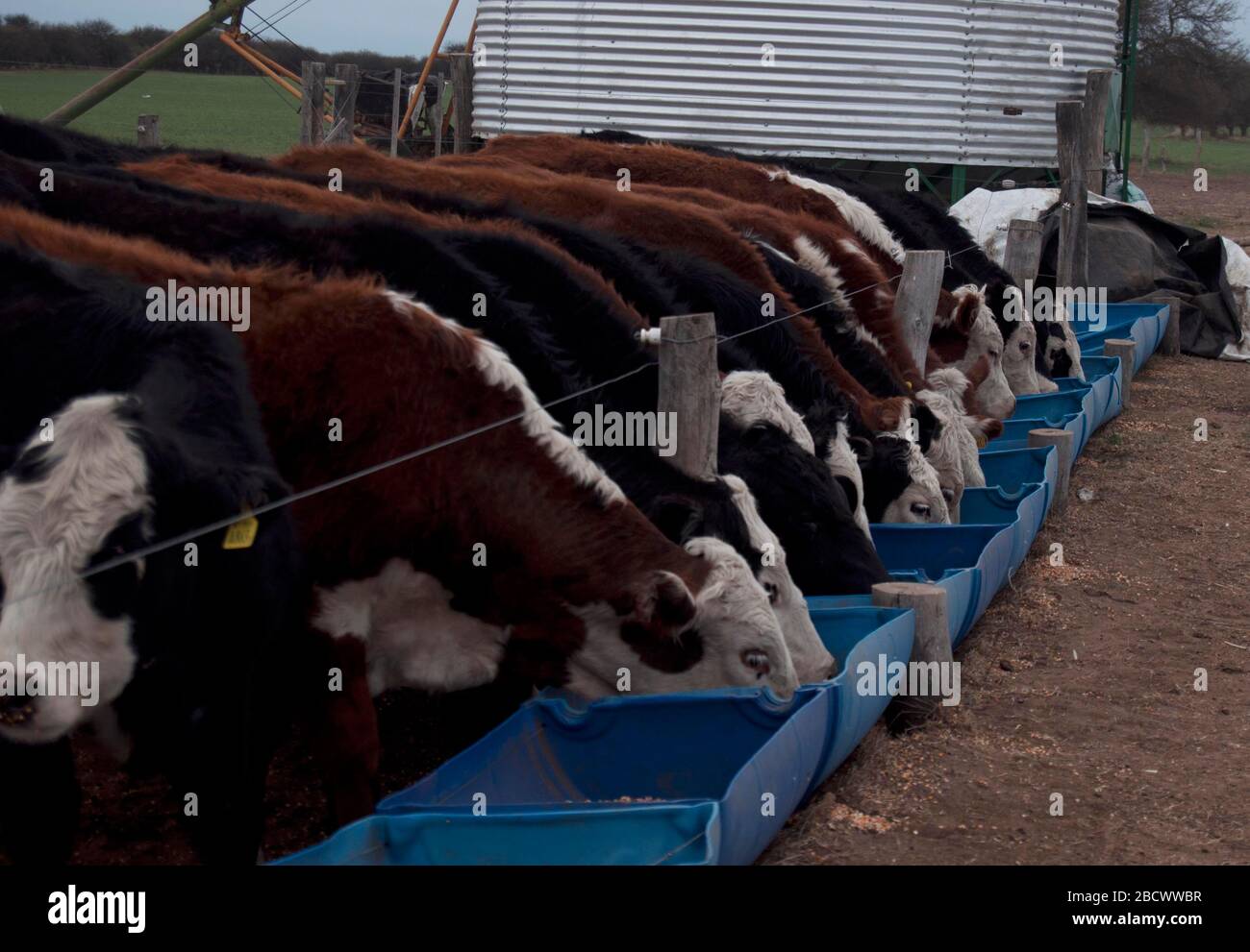 A countryside with cows Stock Photo