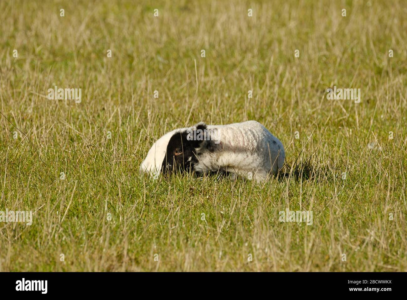 A young lamb sleeping in a field in Warwickshire, UK Stock Photo