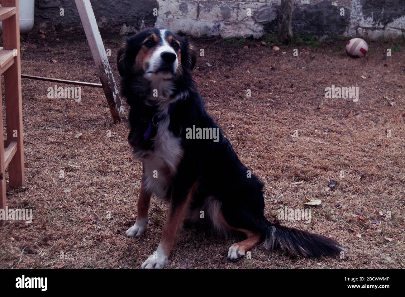 Caniche dog hires stock photography and images Alamy