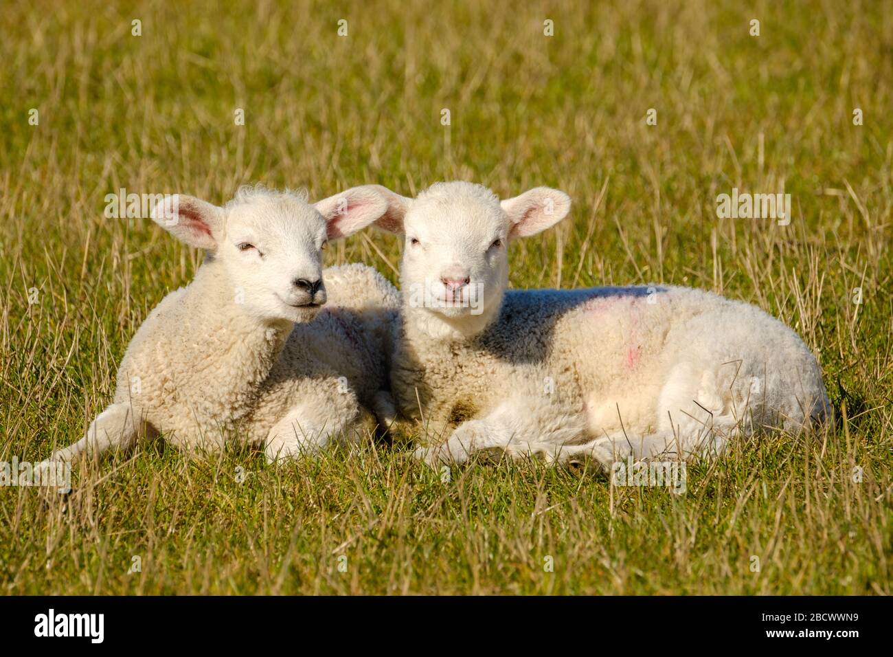 Young lambs out in the field.  Warwickshire, UK Stock Photo