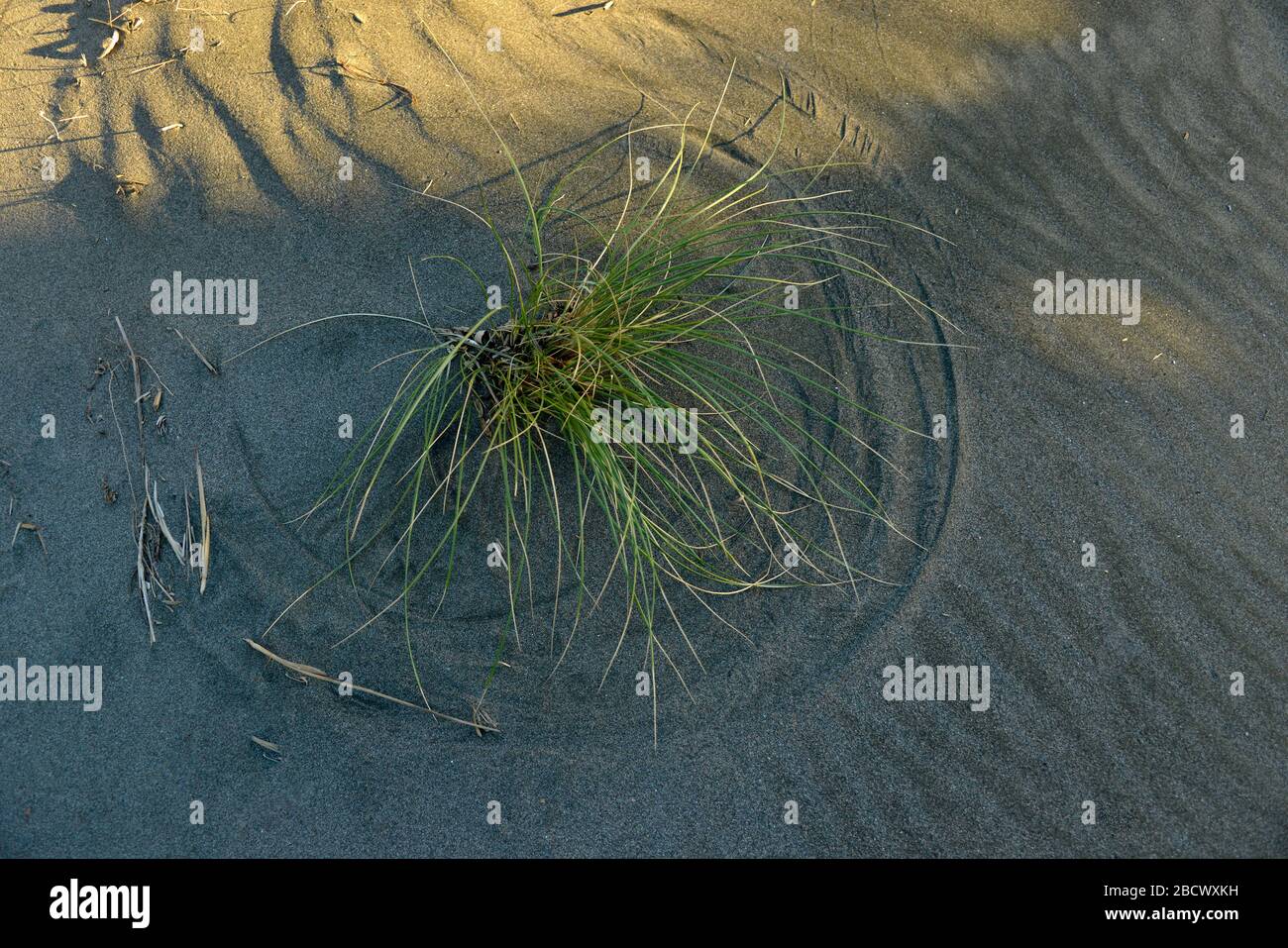Circles made in the sand by the spines of a wind blown Spinifex plant (Spinifex sericeus). Stock Photo
