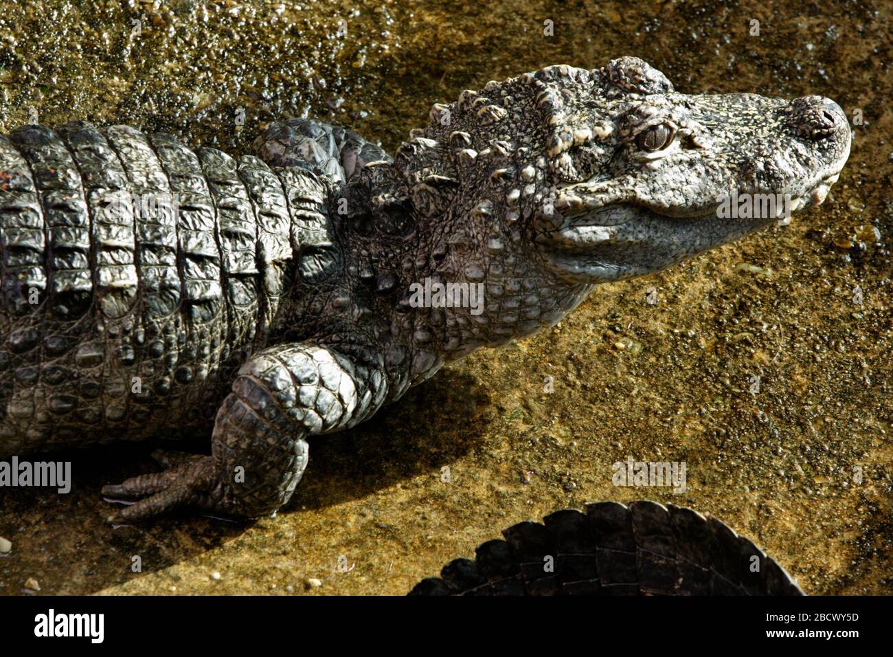 Chinese Alligator. Species: sinensis,Genus: Alligator,Family: Crocodylidae,Order: Crocodylia,Class: Reptilia,Phylum: Chordata,Kingdom: Animalia,reptile,crocodilians Chinese Alligator Stock Photo