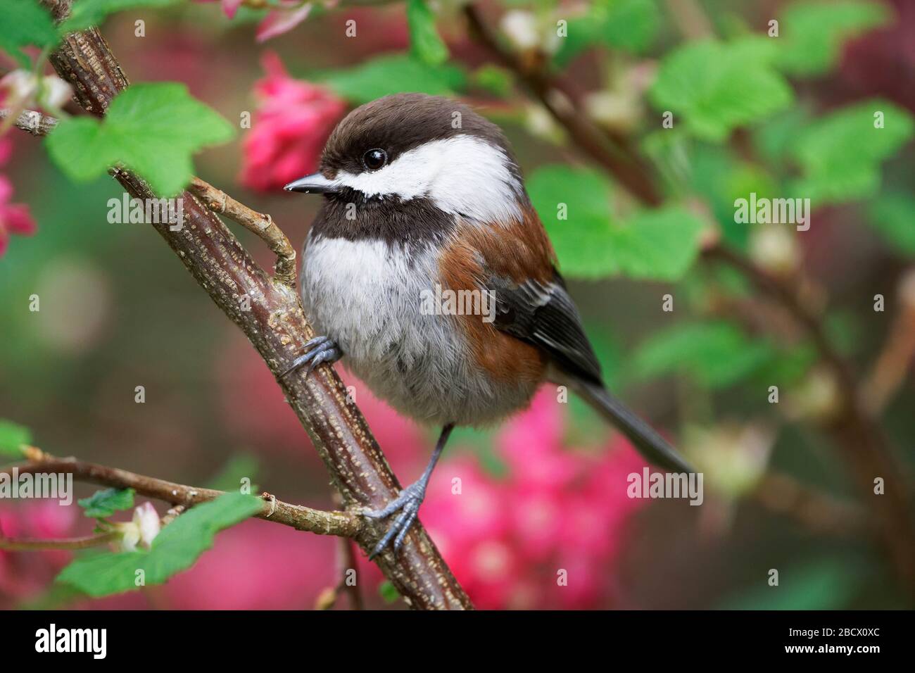 Chestnut-backed chickadee perched on red flowering currant branch, Snohomish, Washington, USA Stock Photo