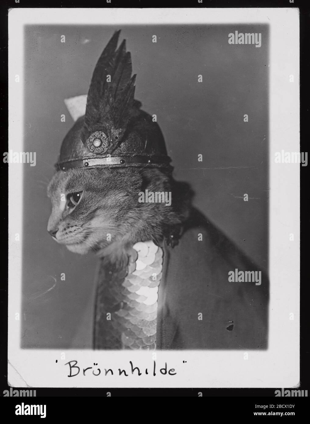'Brünnhildelabel QS:Len,Brünnhilde; Brünnhilde  English: Brünnhilde Summary Photograph shows cat dressed in Viking helmet and shield. Subject Headings Cats--1930-1940; 12 June 1936date QS:P571,+1936-06-12T00:00:00Z/11; Source Collection Miscellaneous Items in High Demand LCCN Permalink https://lccn.loc.gov/2017645524 Flikr https://www.flickr.com/photos/library of congress/41949762921/in/datetaken/       This image  is available from the United States Library of Congress's Prints and Photographs division under the digital ID ppmsca.51533.This tag does not indicate the copyright status of the at Stock Photo
