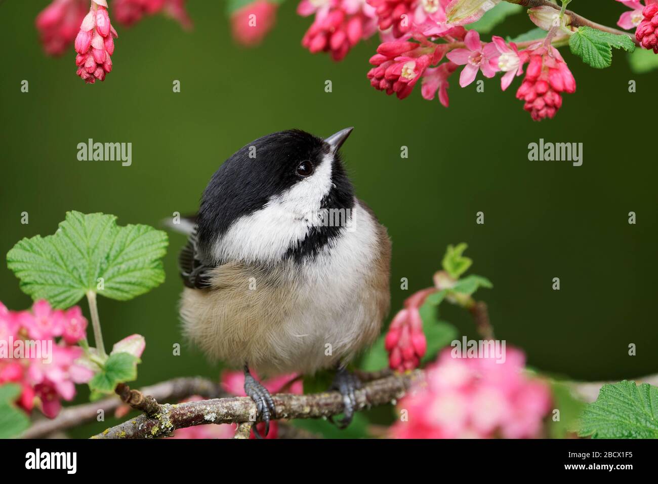 Black-capped chickadee perched on red flowering currant branch, Snohomish, Washington, USA Stock Photo