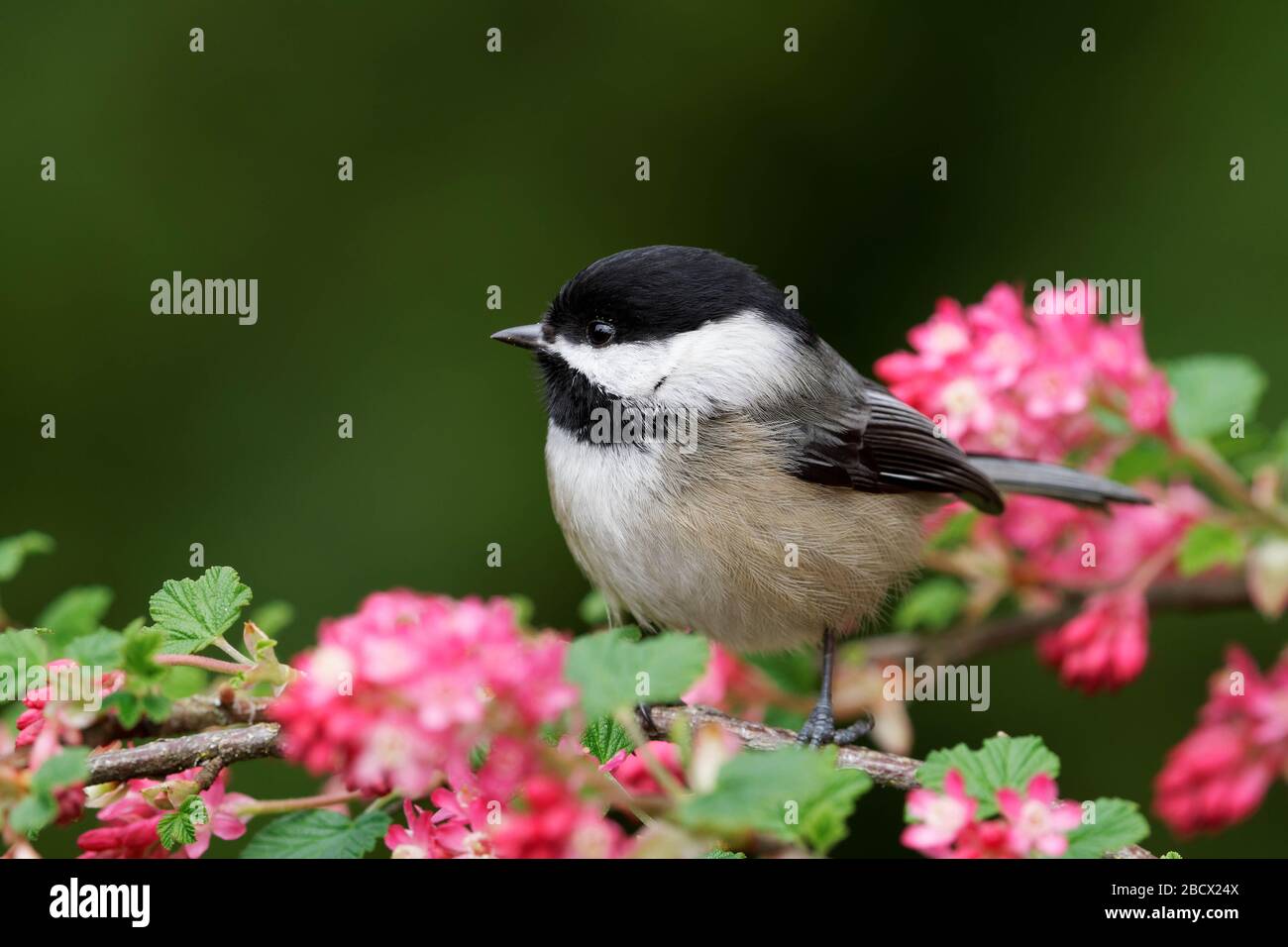 Black-capped chickadee perched on red flowering currant branch, Snohomish, Washington, USA Stock Photo