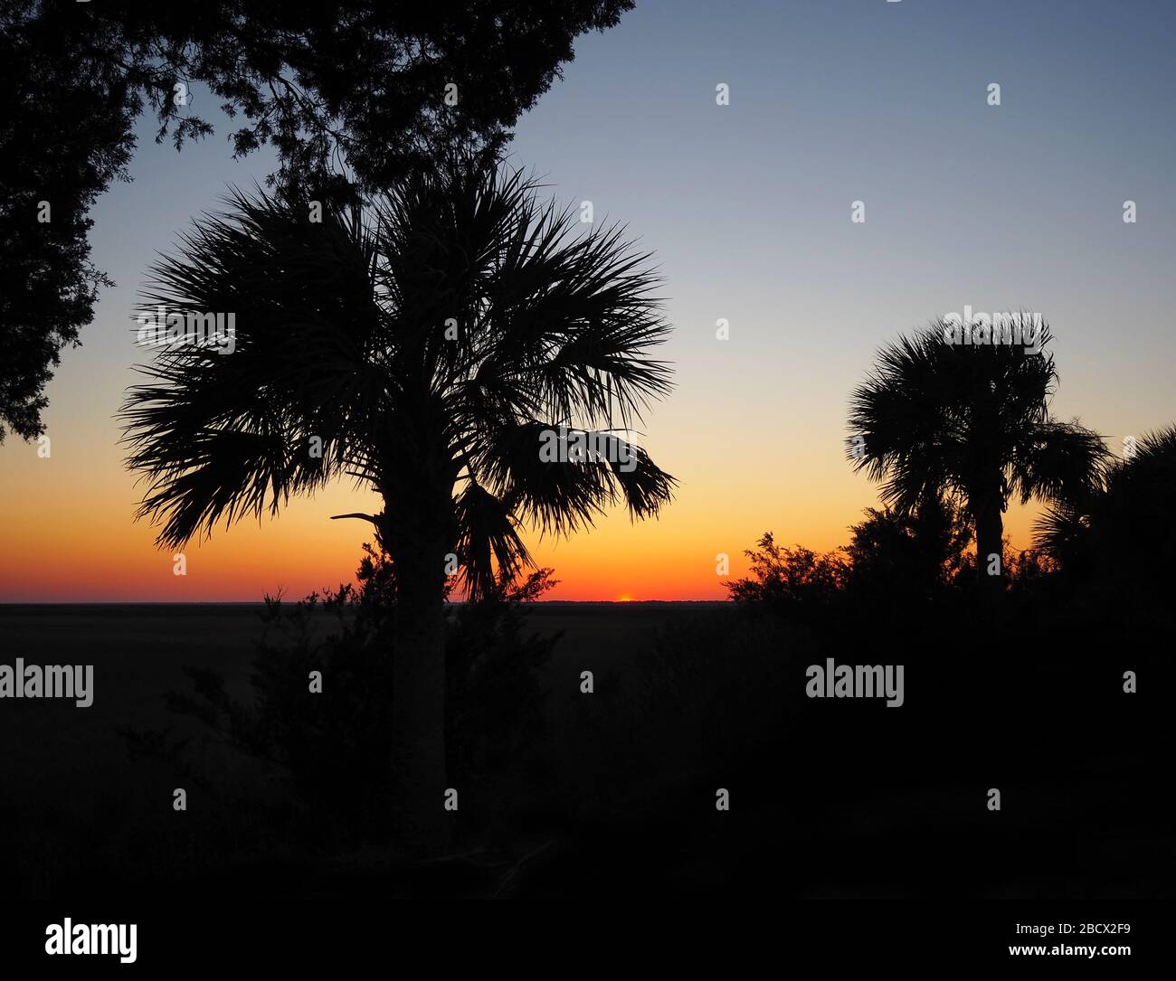 Palm trees at the edge of a marsh in the lowlands of coastal Georgia are silhouetted against a brilliant sunset. Stock Photo