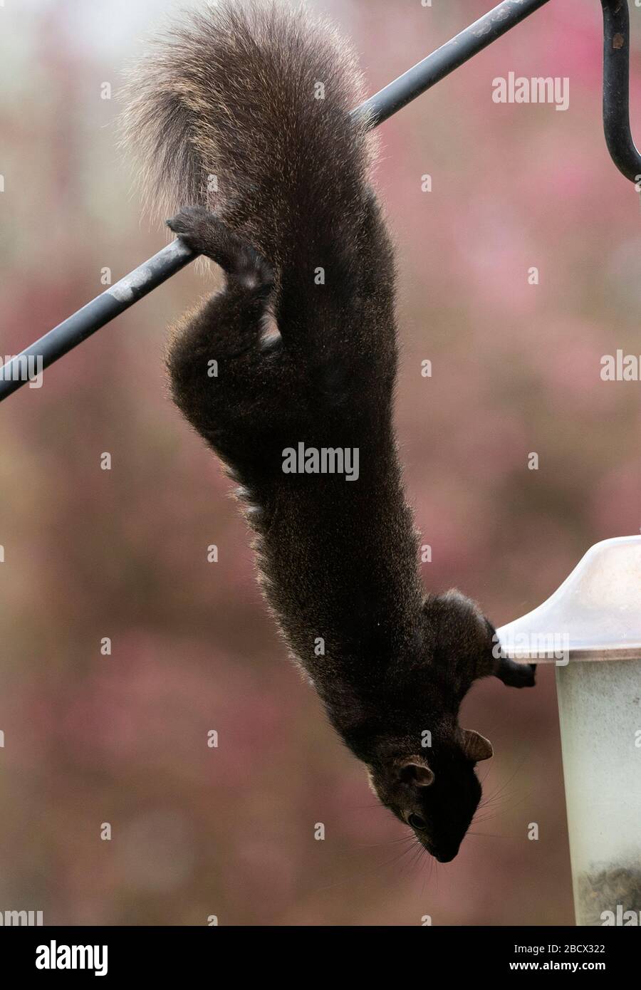 Seed eater Stock Photo