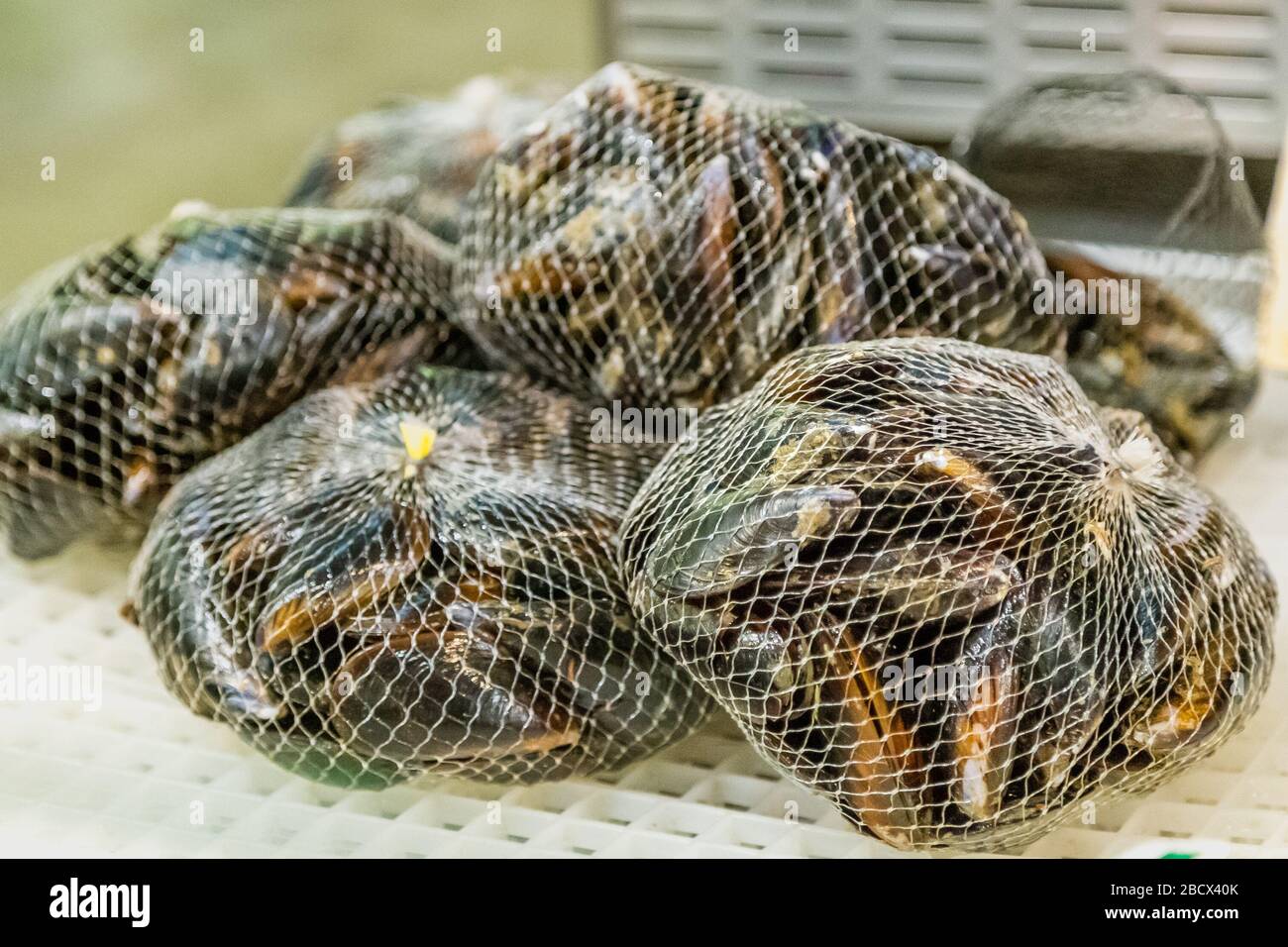 closeup of fresh black mussels in bags Stock Photo
