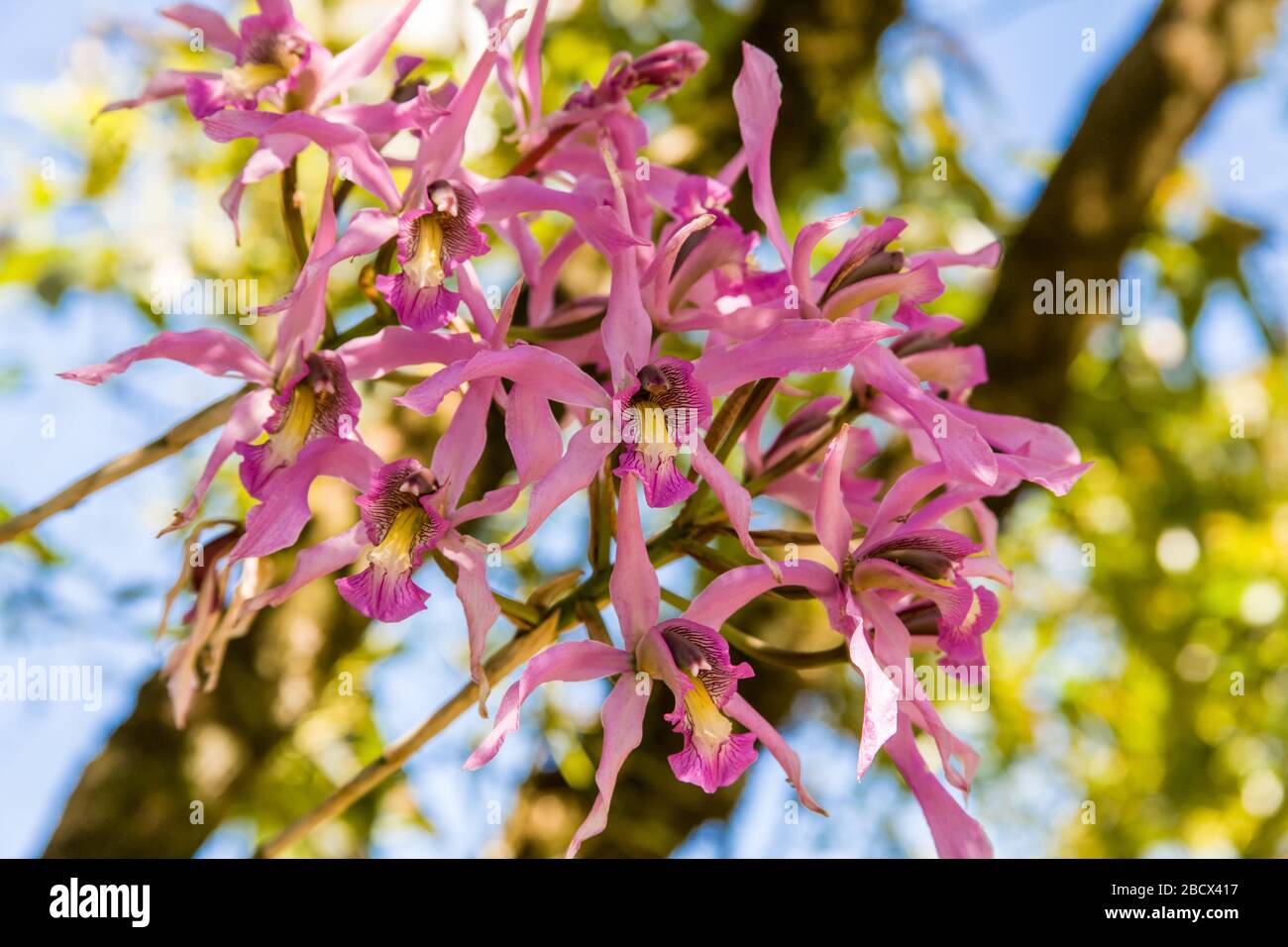 Pink orchid growing in a tree at the Botanical Orchid Garden in La