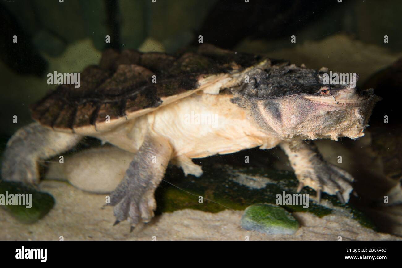 Matamata. Amazonia,Class: Reptilia,Family: Chelidae,Genus: Chelus,Kingdom: Animalia,Matamata,Order: Testudines,Phylum: Chordata,Reptile,Species: fimbriatus,turtle Matamata Stock Photo