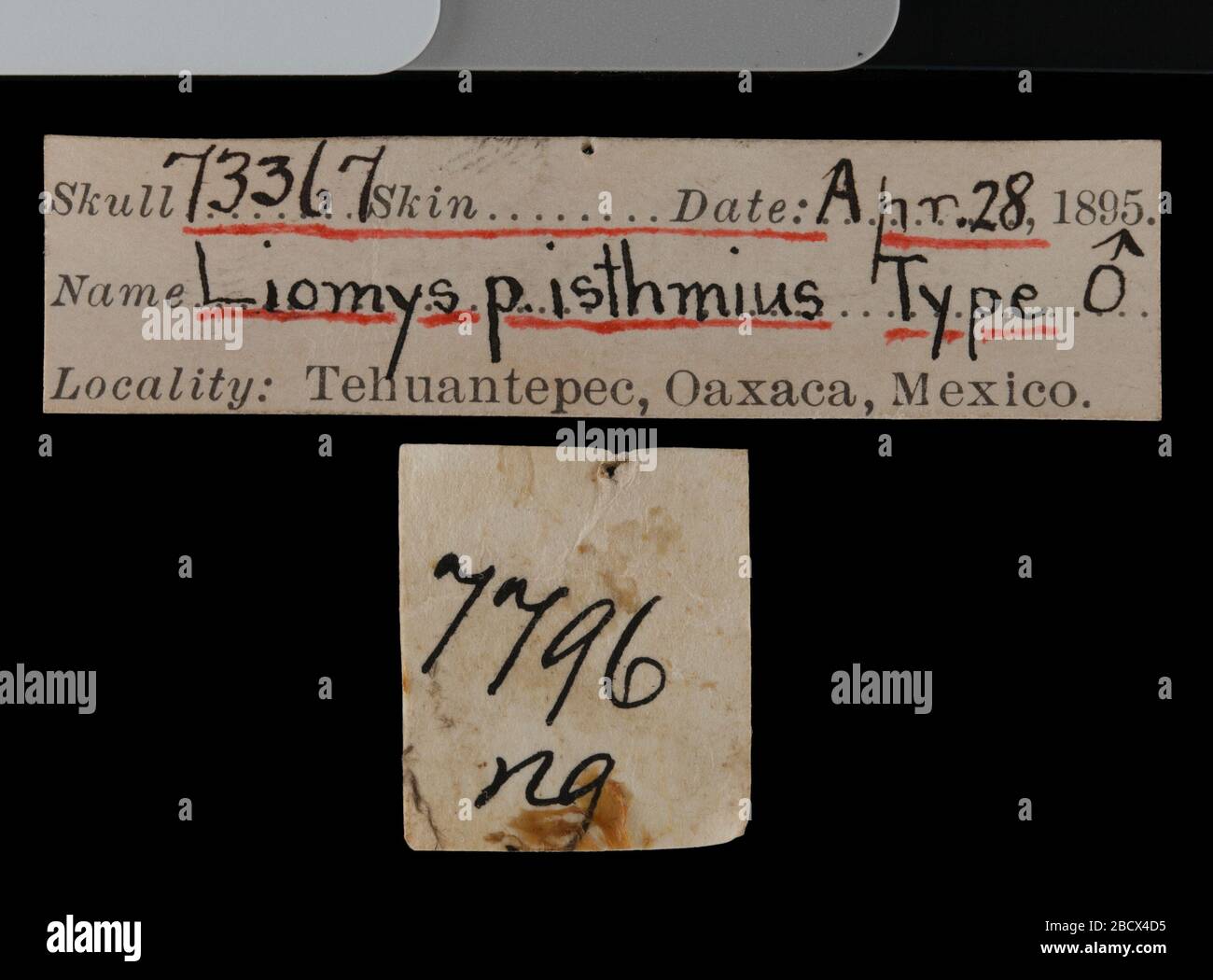 Liomys pictus pictus. 9 Sep 20161 Liomys pictus pictus Stock Photo Alamy