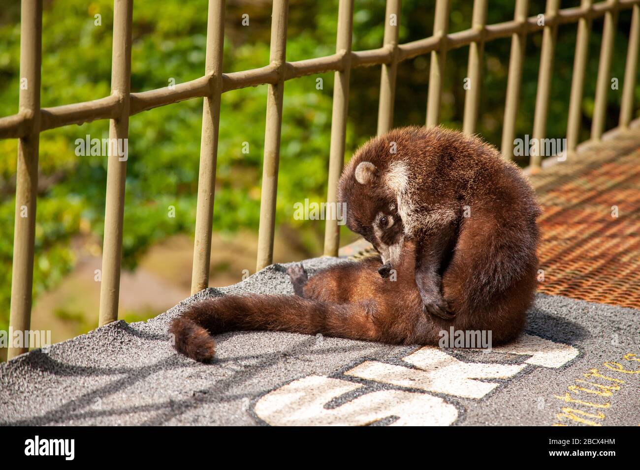 Monteverde National Park, Costa Rica, Central America.  White-nosed Coati (Nasua narica) scratching an itch, sitting on the porch of the visitor's cen Stock Photo