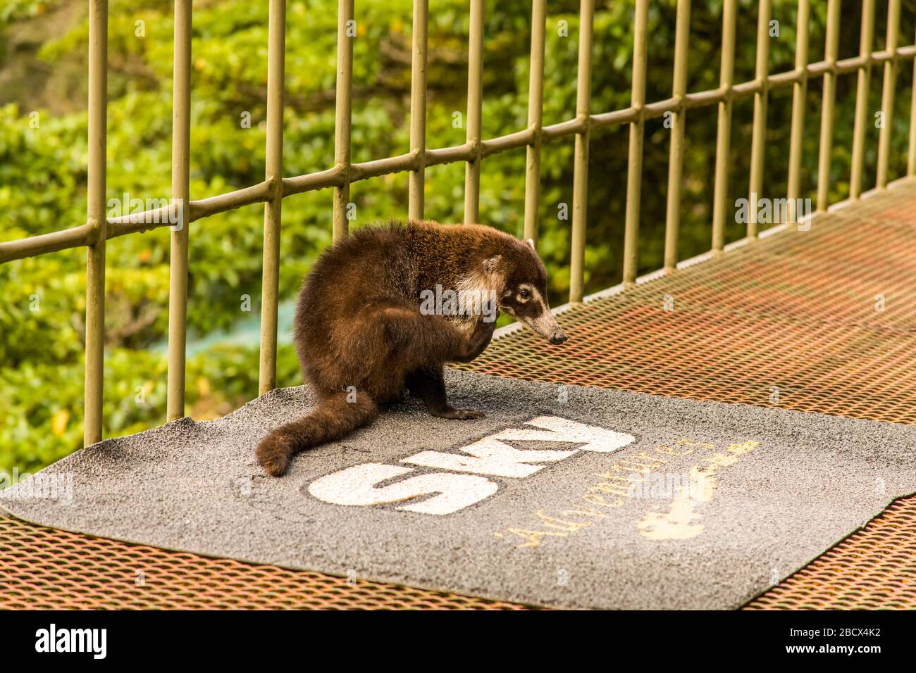 Monteverde National Park, Costa Rica, Central America.  White-nosed Coati (Nasua narica) scratching an itch, sitting on the porch of the visitor's cen Stock Photo