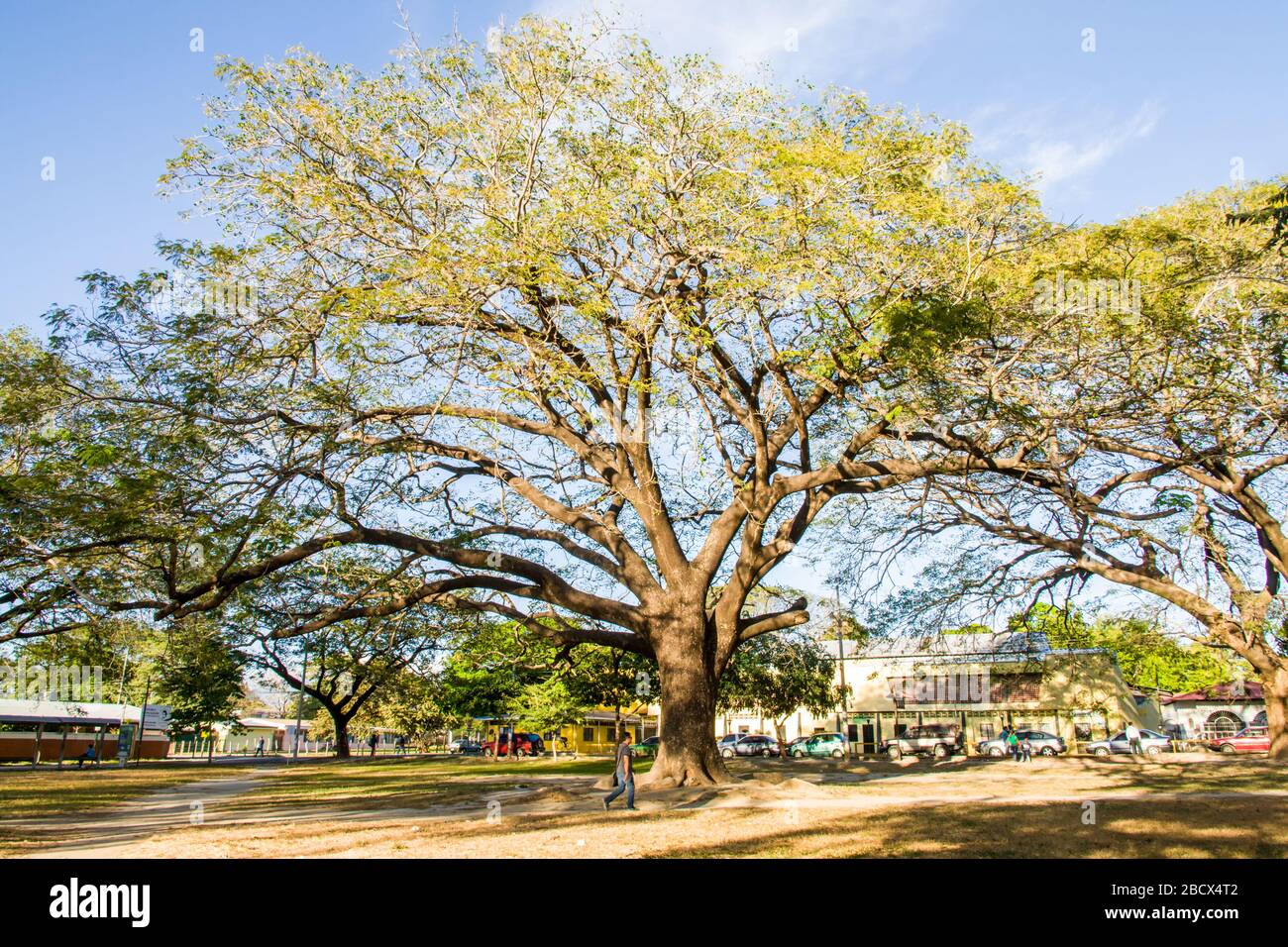 One huge tree hires stock photography and images Alamy